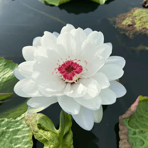 💐A flor de lótus da tigela sagrada de bonsai