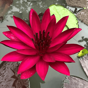 💐A flor de lótus da tigela sagrada de bonsai