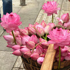 💐A flor de lótus da tigela sagrada de bonsai