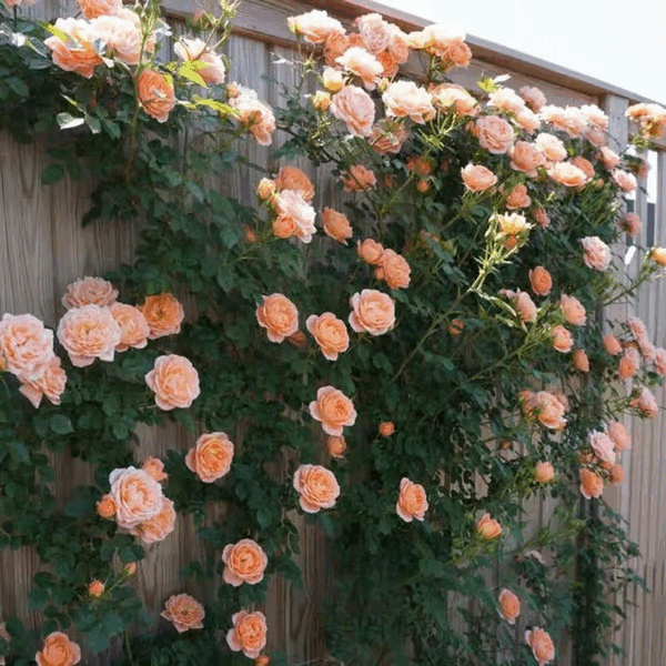 🌺Sementes de rosas trepadeiras