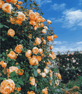 🌺Sementes de rosas trepadeiras