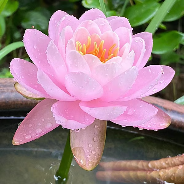 💐A flor de lótus da tigela sagrada de bonsai