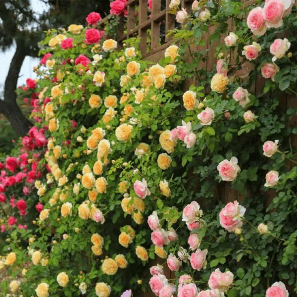 🌺Sementes de rosas trepadeiras