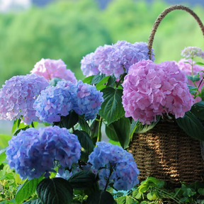 💥Flores de hortênsia artificiais para exteriores💐