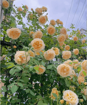 🌺Sementes de rosas trepadeiras