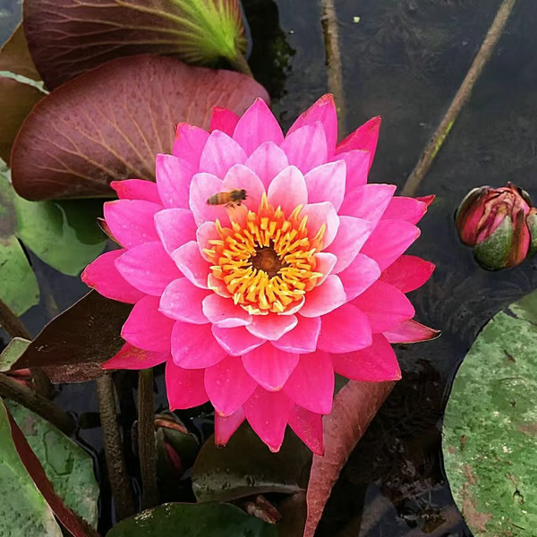 💐A flor de lótus da tigela sagrada de bonsai