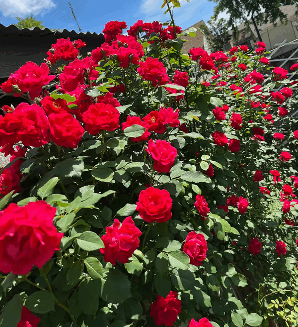 🌺Sementes de rosas trepadeiras