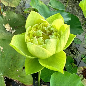 💐A flor de lótus da tigela sagrada de bonsai