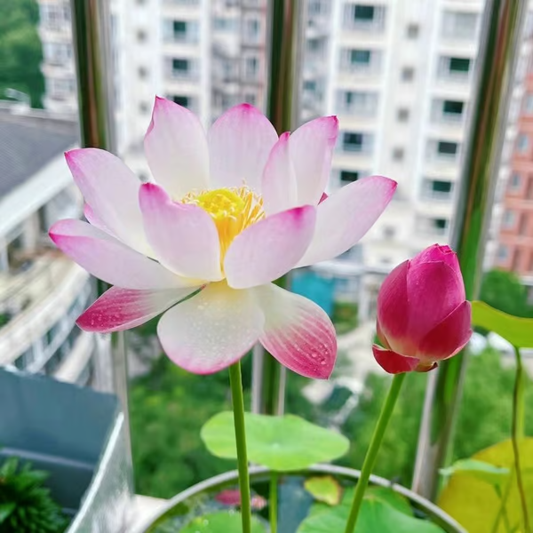 💐A flor de lótus da tigela sagrada de bonsai