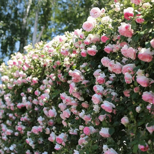 🌺Sementes de rosas trepadeiras