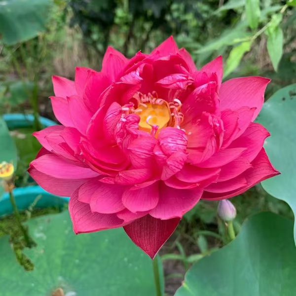 💐A flor de lótus da tigela sagrada de bonsai