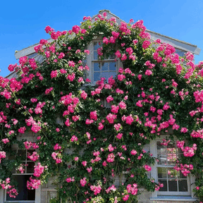 🌺Sementes de rosas trepadeiras